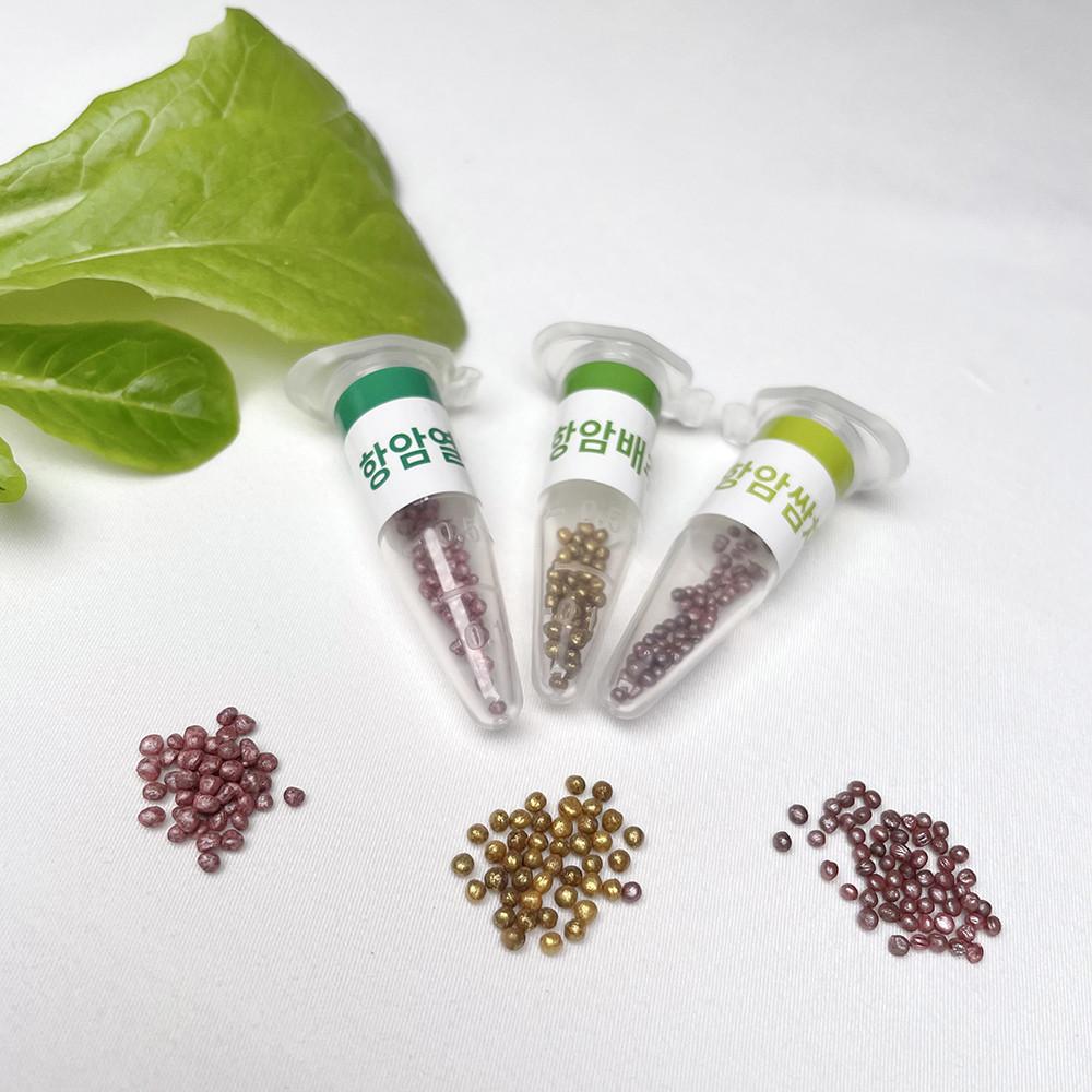 [재배의 정석] 파쯔파쯔 건강채소 3종 씨앗모둠 기능성 항암쌈채 항암배추 키우기