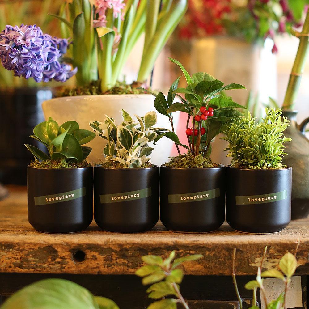 (미니화분4종세트)집들이.개업선물 실내공기정화식물