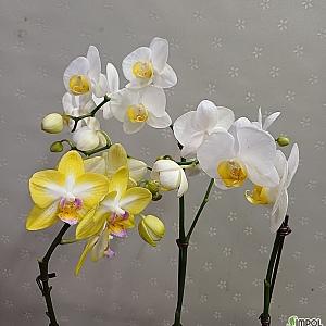 호접란2개묶음(에그+스위트걸)