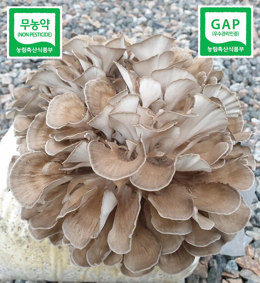 생잎새버섯 800g [무농약+GAP+도지사마크] 건조잎새버섯 차 양양특산물 바로세움버섯