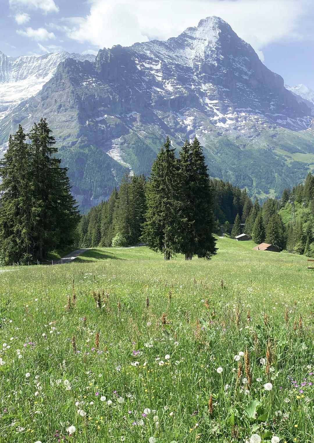 [New] Grindelwald #1