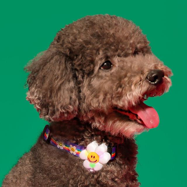 야간산책 LED펜던트 - Smile We Love