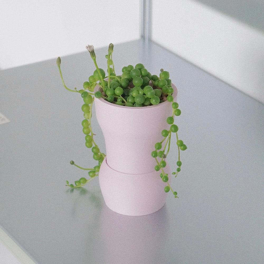 [리뉴얼] 미니 콩란