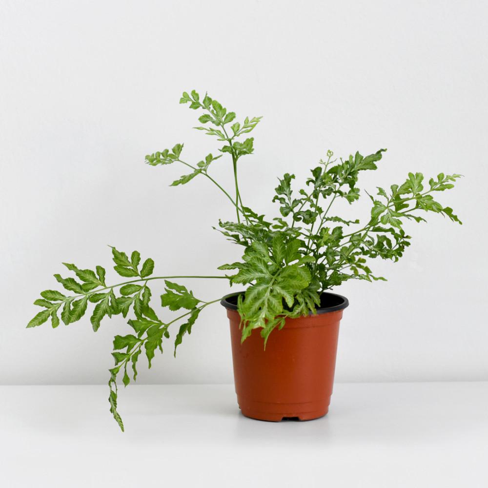 에버잼 고사리 소형 모종 키우기쉬운 반음지 양치 식물 공기정화식물 마이플랜트