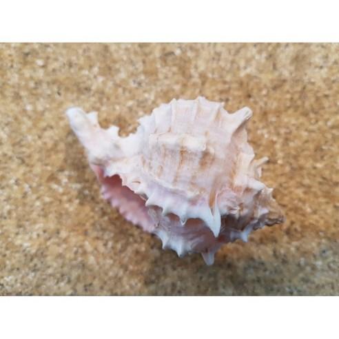 핑크 뿔 소라 조개모형