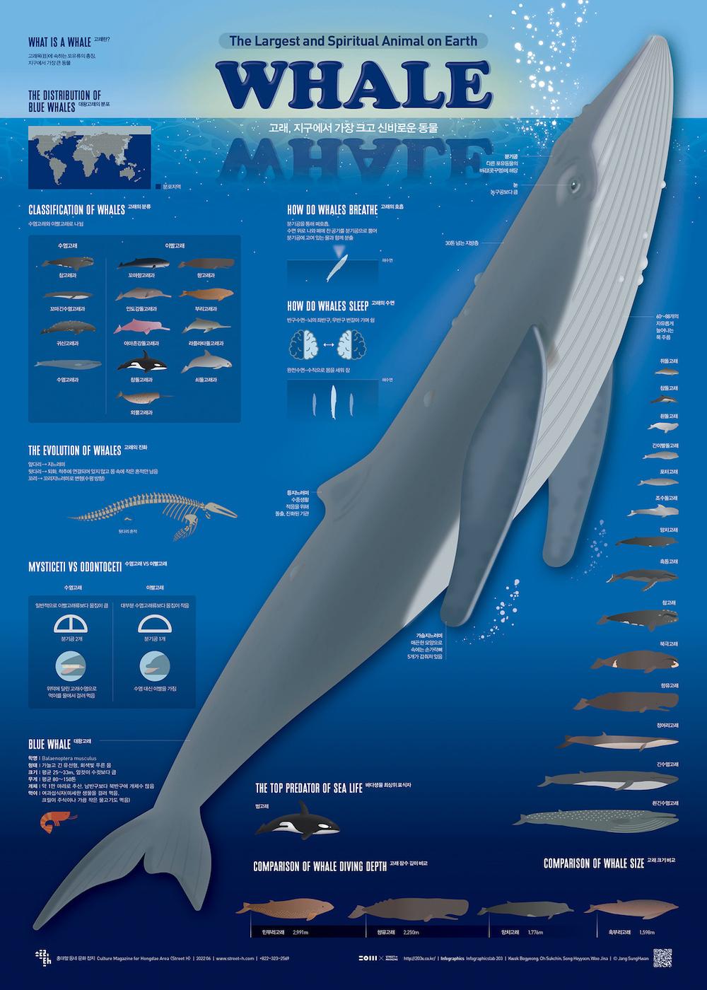 고래 Whale