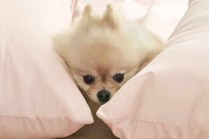 반려동물과 함께 알러지케어 나란히 베개커버 7colors