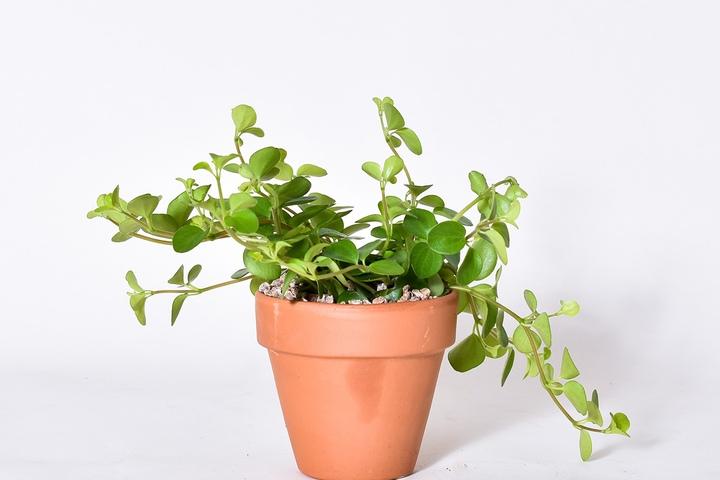 이태리토분 신홀리페페