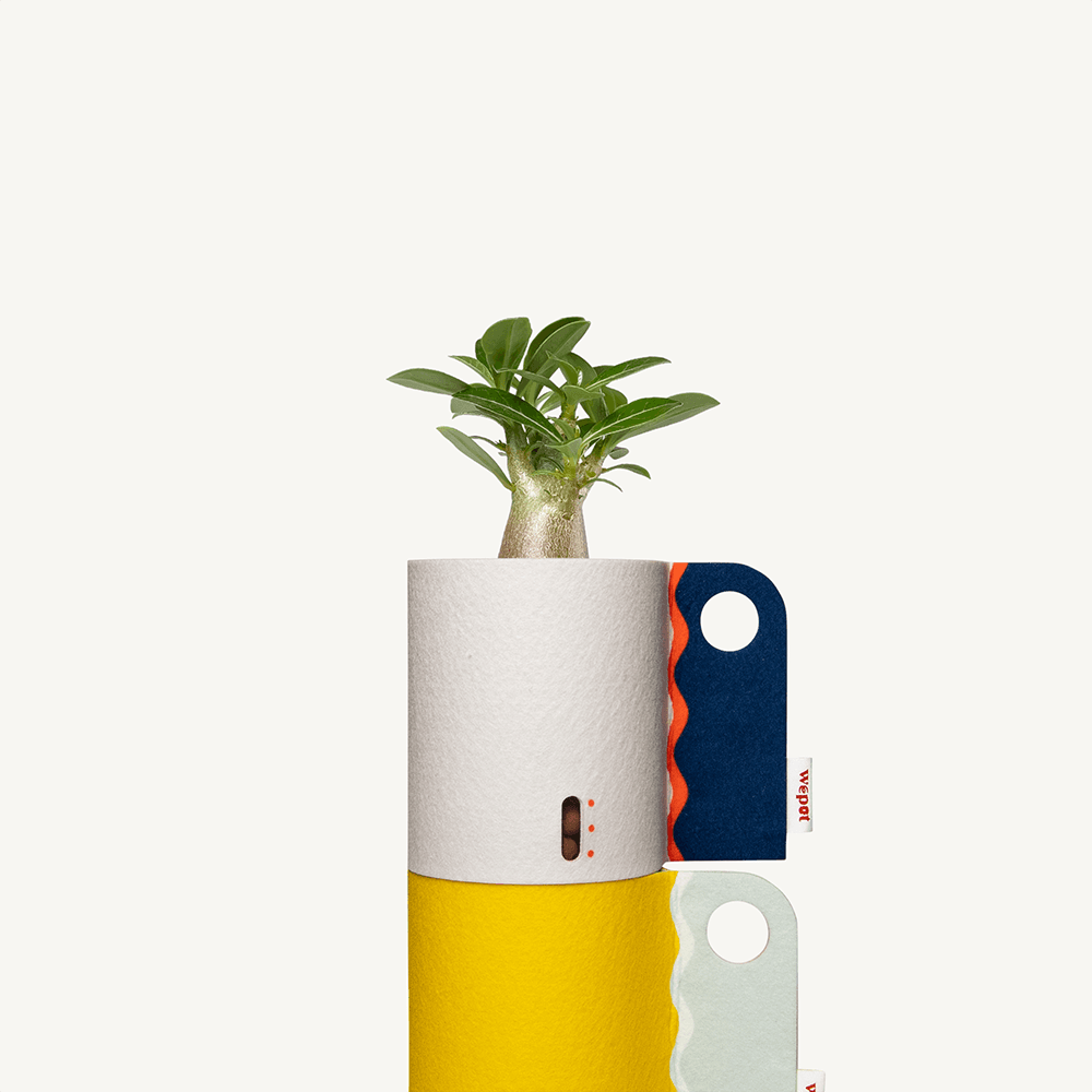 반수경재배 식물키트 레이어드 컬러 - 아데니움 오베숨 S