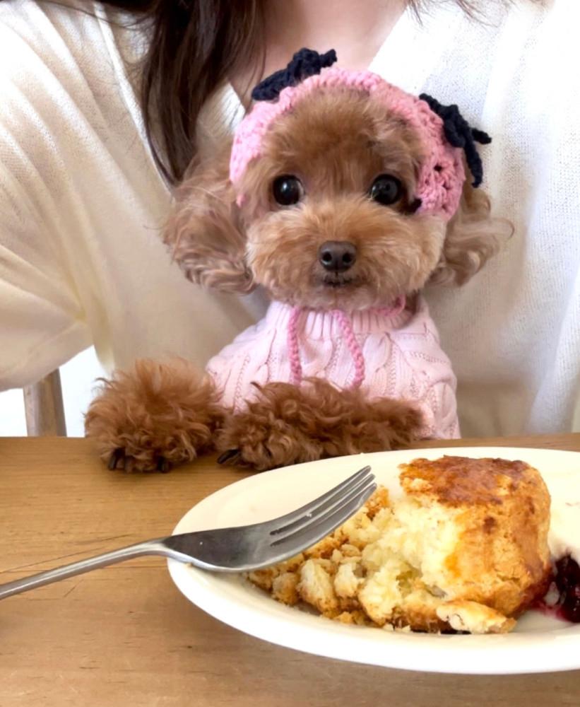 오구오구 강아지악세사리 헤어커치프 S
