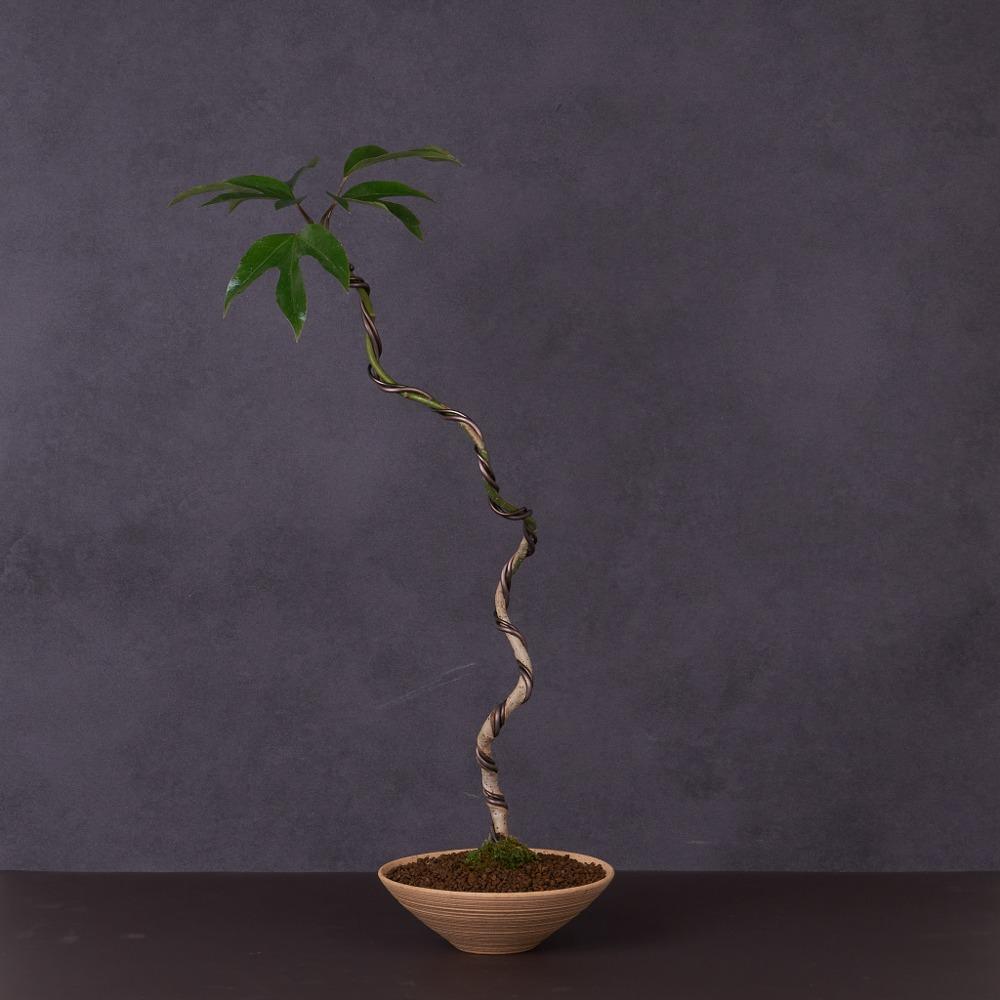 황칠나무 컨템포러리