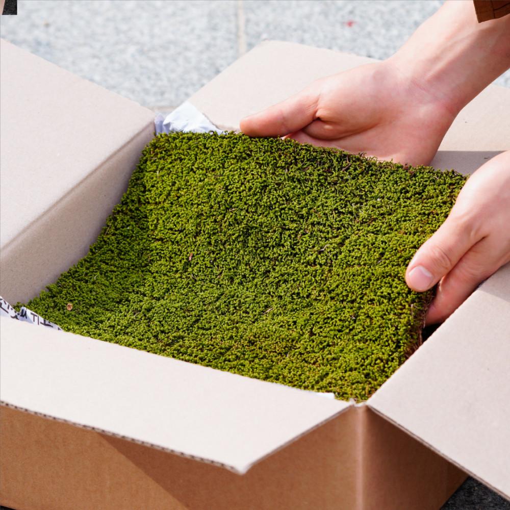 서리이끼 대용량 실내공기정화 식물 테라리움 이끼식물