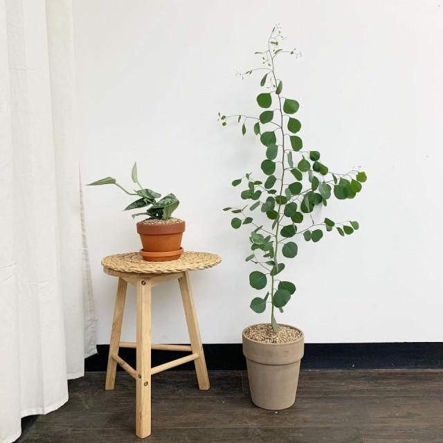 따스한정원 유칼립투스 실내인테리어 화초 비염에좋은, 반려식물 폴리안 구니 거실 나무키우기