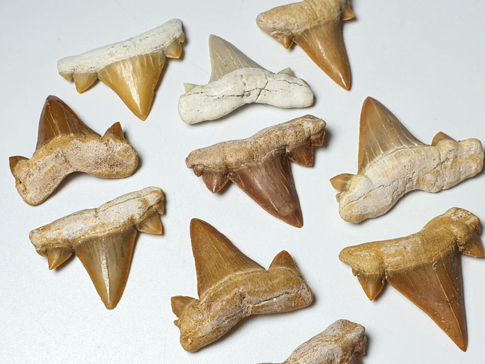 모로코 크래토렘나 상어이빨화석 / Fossil shark teeth 상어목걸이 진품화석 관찰표본 고생물 이색수집품