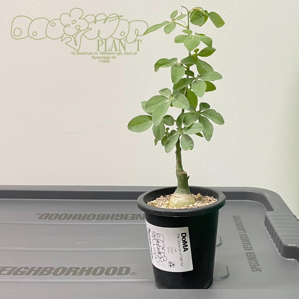 아데니아 글라우카 아프리카 희귀식물 코덱스 구근식물 입문용