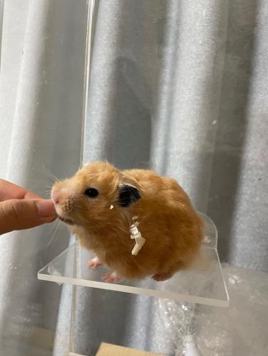 자석 개구리선반 大