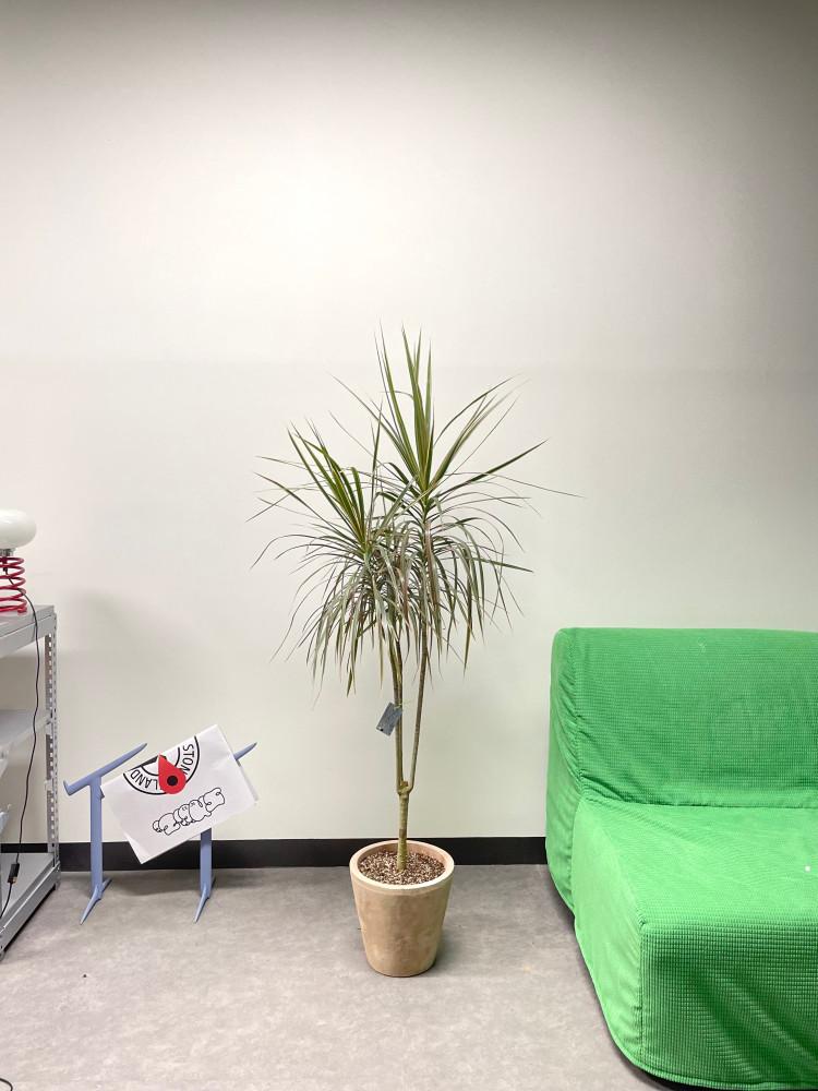 드라세나 마지나타 대형화분 키우기쉬운 공기정화식물 개업화분 개업화환