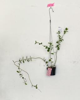 호야 쿤밍기아나 행잉식물 행잉플랜트 키우기 여리여리한 선이 보이는 카페식물