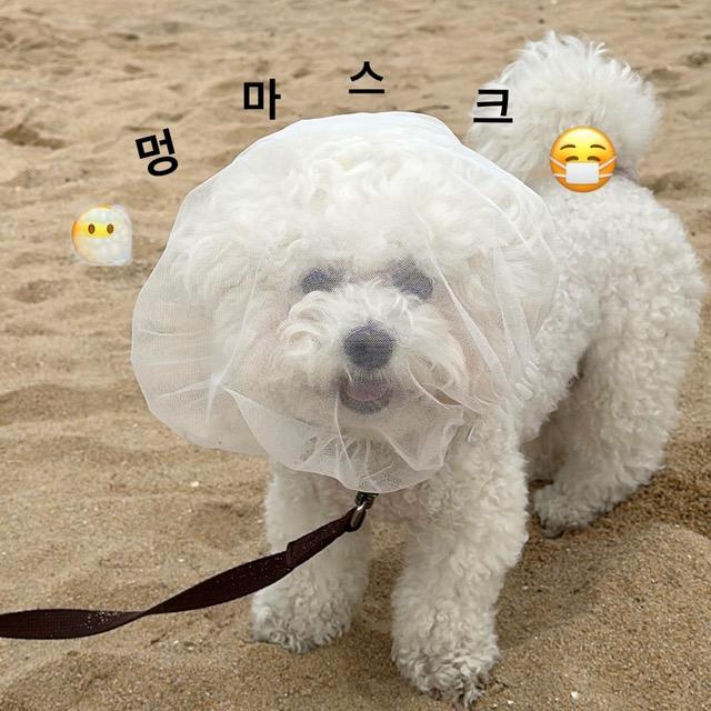 [소장강추ᨻ] 시스루 멍마스크 페이스커버