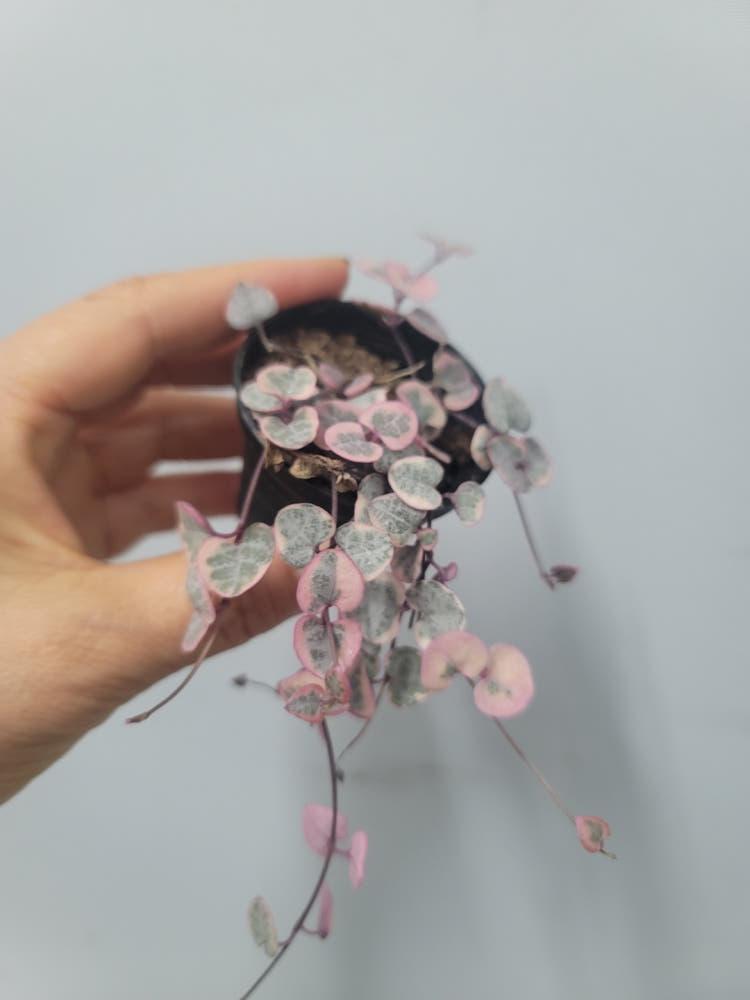 러브체인금 미니