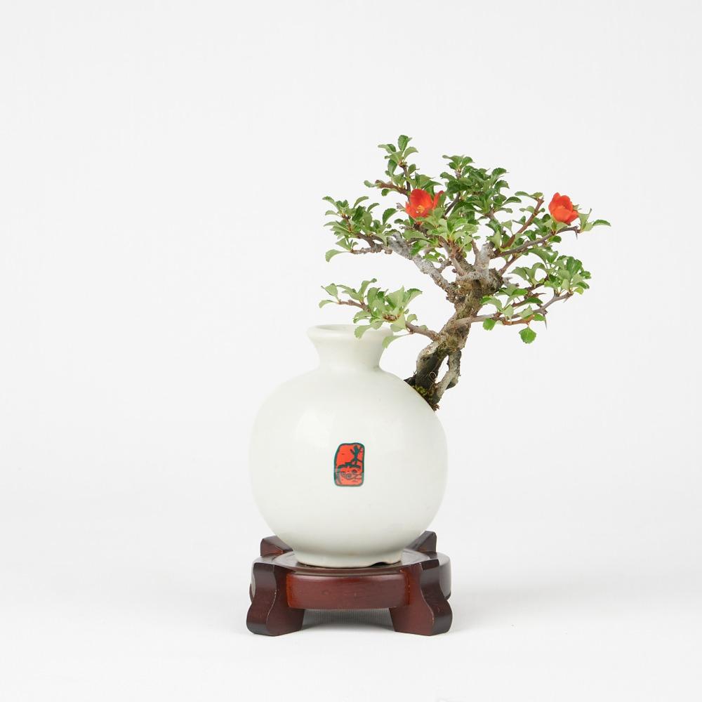 컬렉션 매화 SM-007