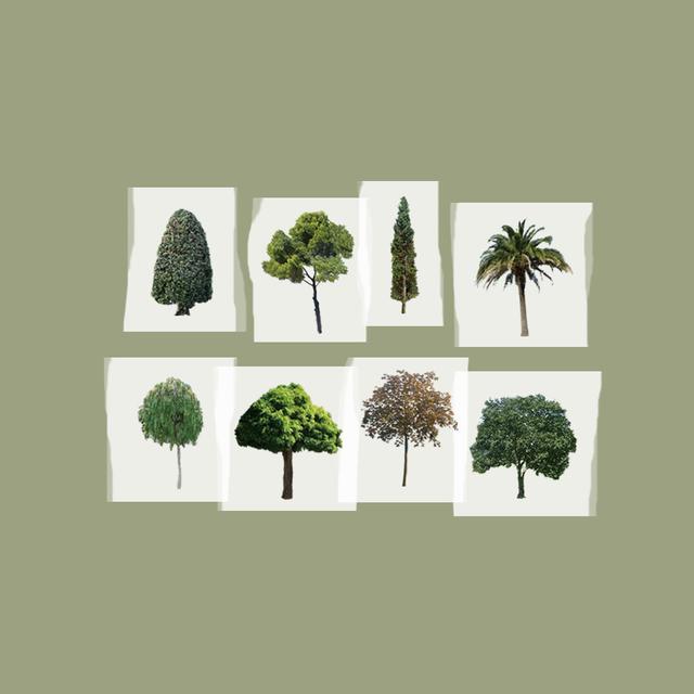the tree masking tape / 나무 마스킹 테이프