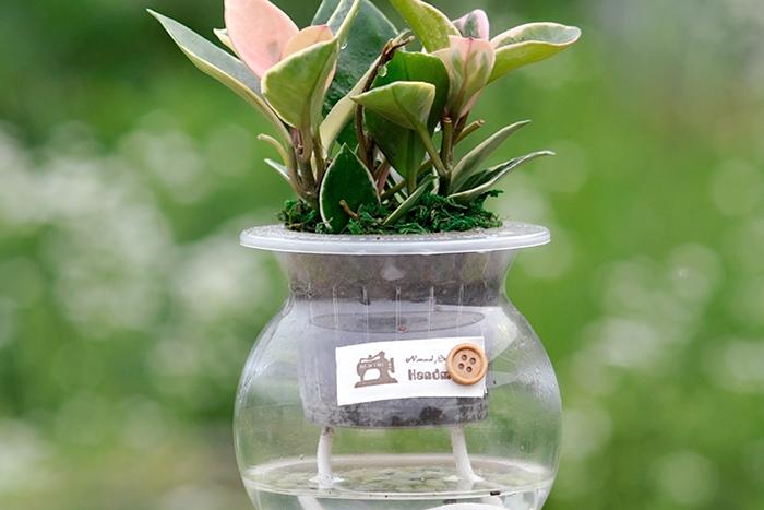 호야_옥돌 어항글라스 수경재배식물