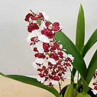 [진아플라워]  초콜렛 향이 나는 초코 샤리베이비 270 화원 농원 : 기타 서양란 - 엑스플랜트