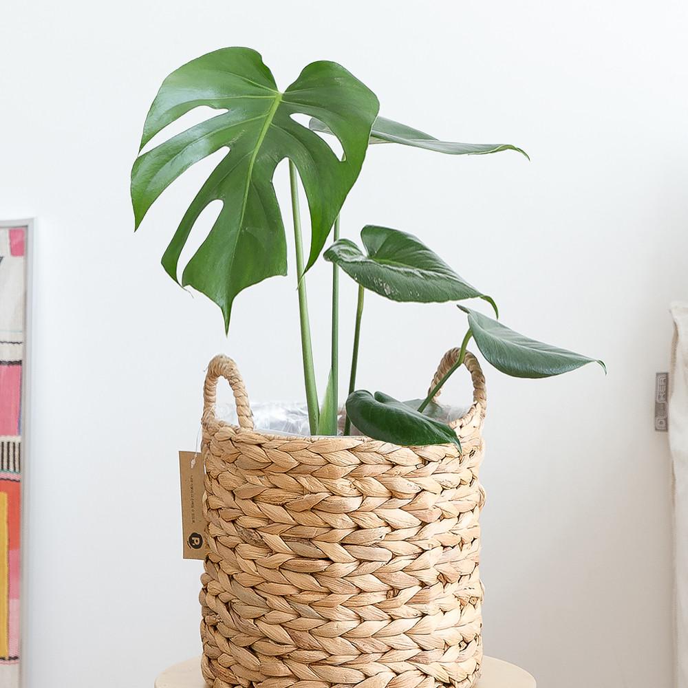 중소형 몬스테라 키우기쉬운 실내공기정화 반려 음지 식물 인테리어 플랜테리어 승진화분