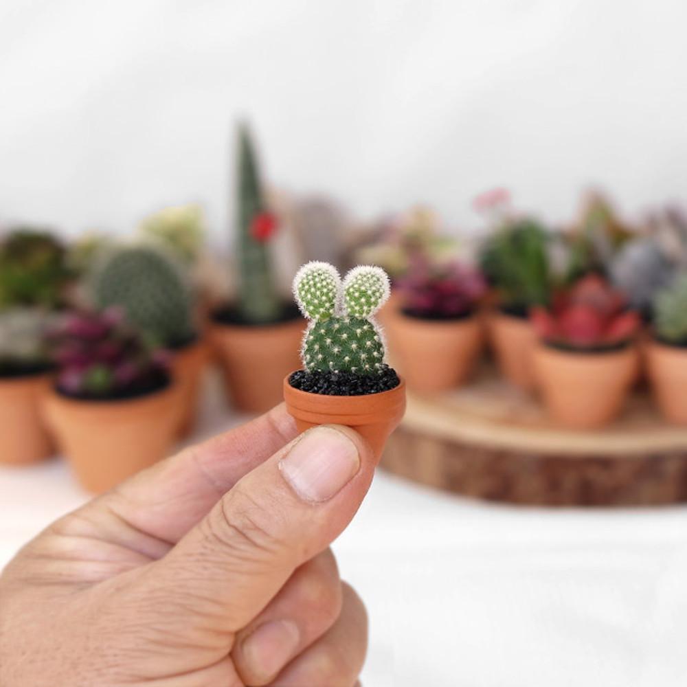 초미니다육 미니다육 미니선인장 예쁜화분 공기정화식물 토분 집들이선물