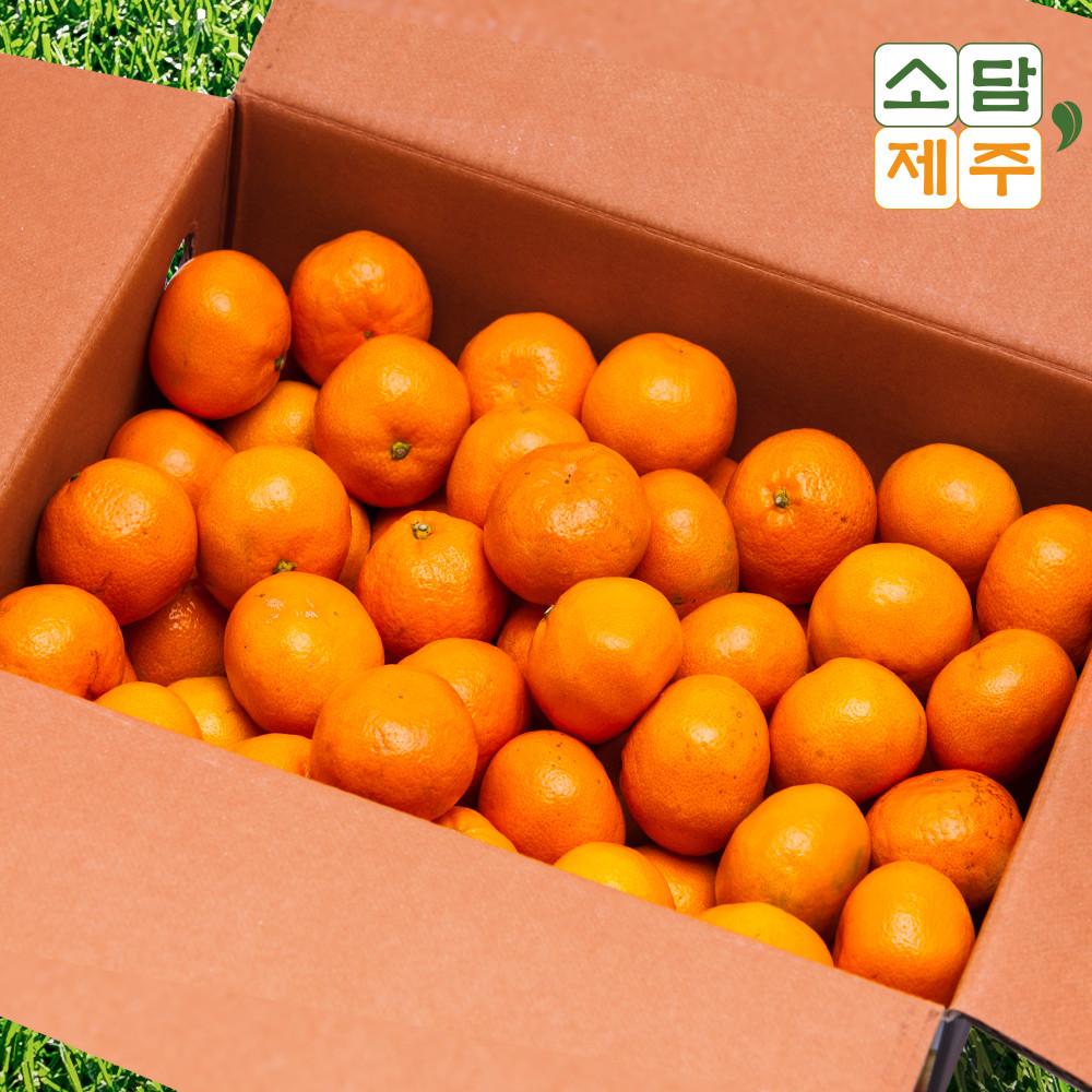 제주 감귤 서귀포 밀감 황금향 3kg 5kg 10kg 타이벡귤 타이백감귤 선물세트