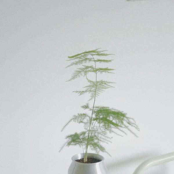 [only one] 아스파라거스 세타케우스