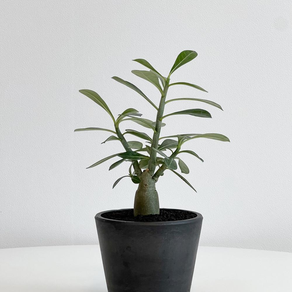 아데니움오베숨 사막의장미 미니다육이선인장 아프리카희귀식물 화분