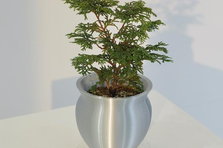 미니 히노키 silver pot. 식물 화분set