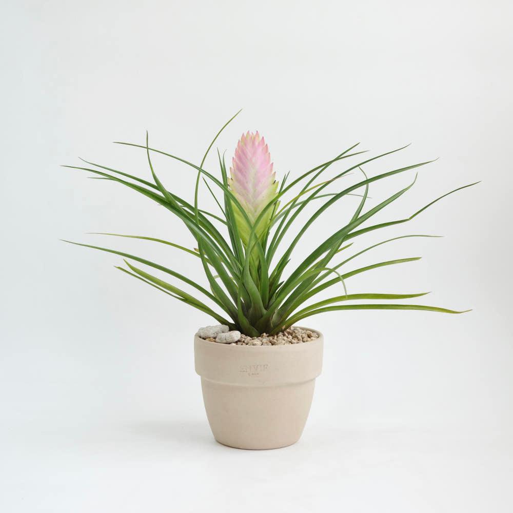 틸란드시아 시아네아  앙비 까사 팔라디오 베이지컬러 14cm 공기정화 플랜테리어 식물