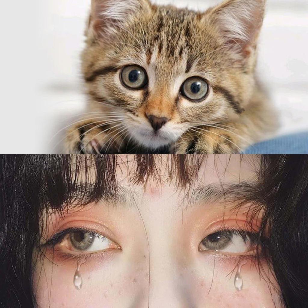 Pussycat Brown Contact Lenses(12 months wear)