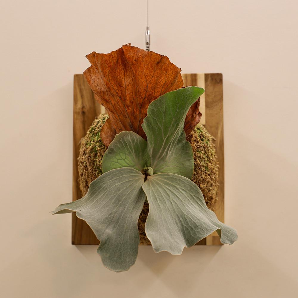 박쥐란 엘레마리아 목부작 엘레판토티스 x 스테마리아 동일상품 A