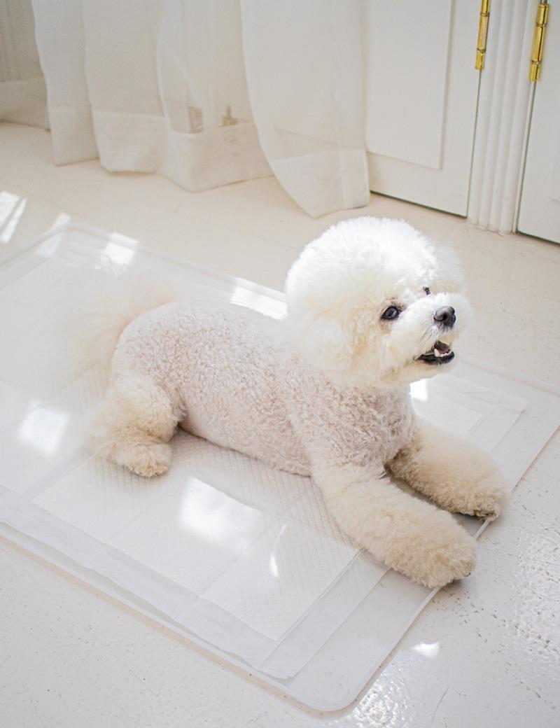 퍼펙트토일렛2.0