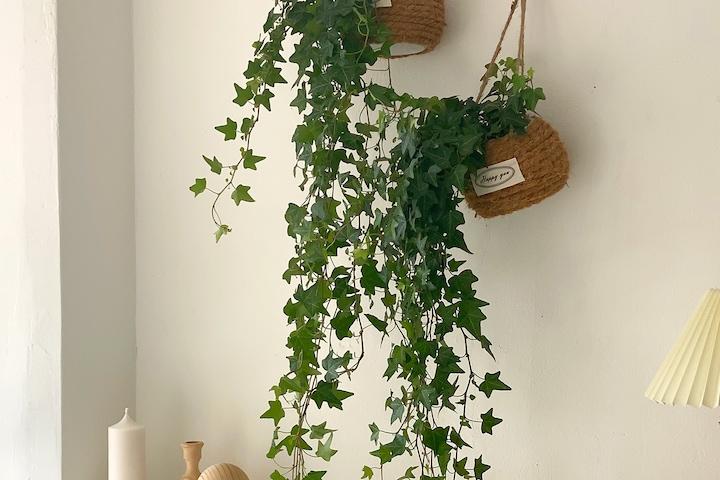 아이비 라푼젤 행잉플랜트