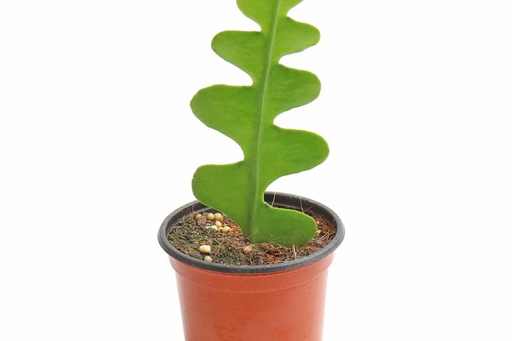 피쉬본 생선뼈선인장