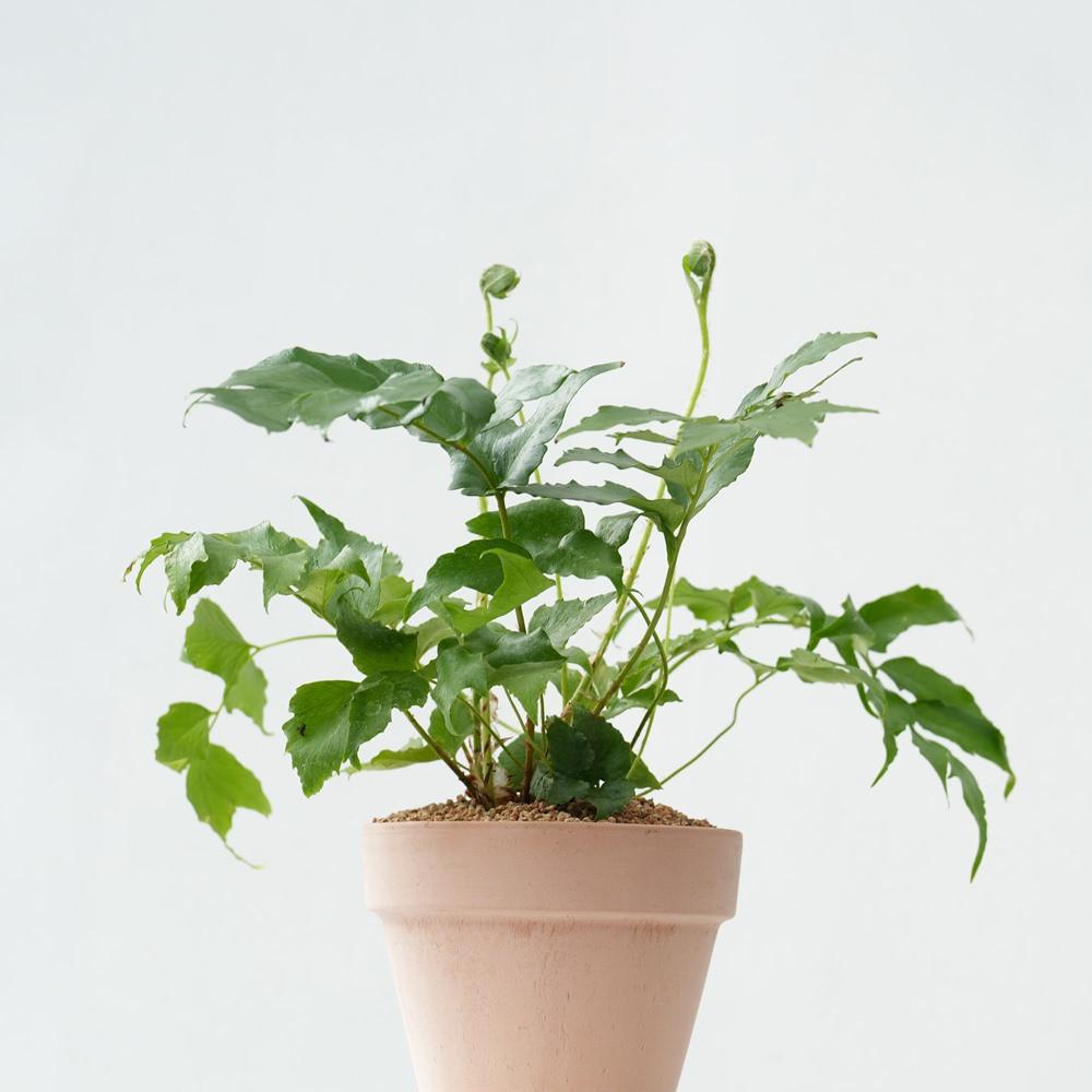 팔카텀 소형 키우기 꽃 화분 이태리 토분