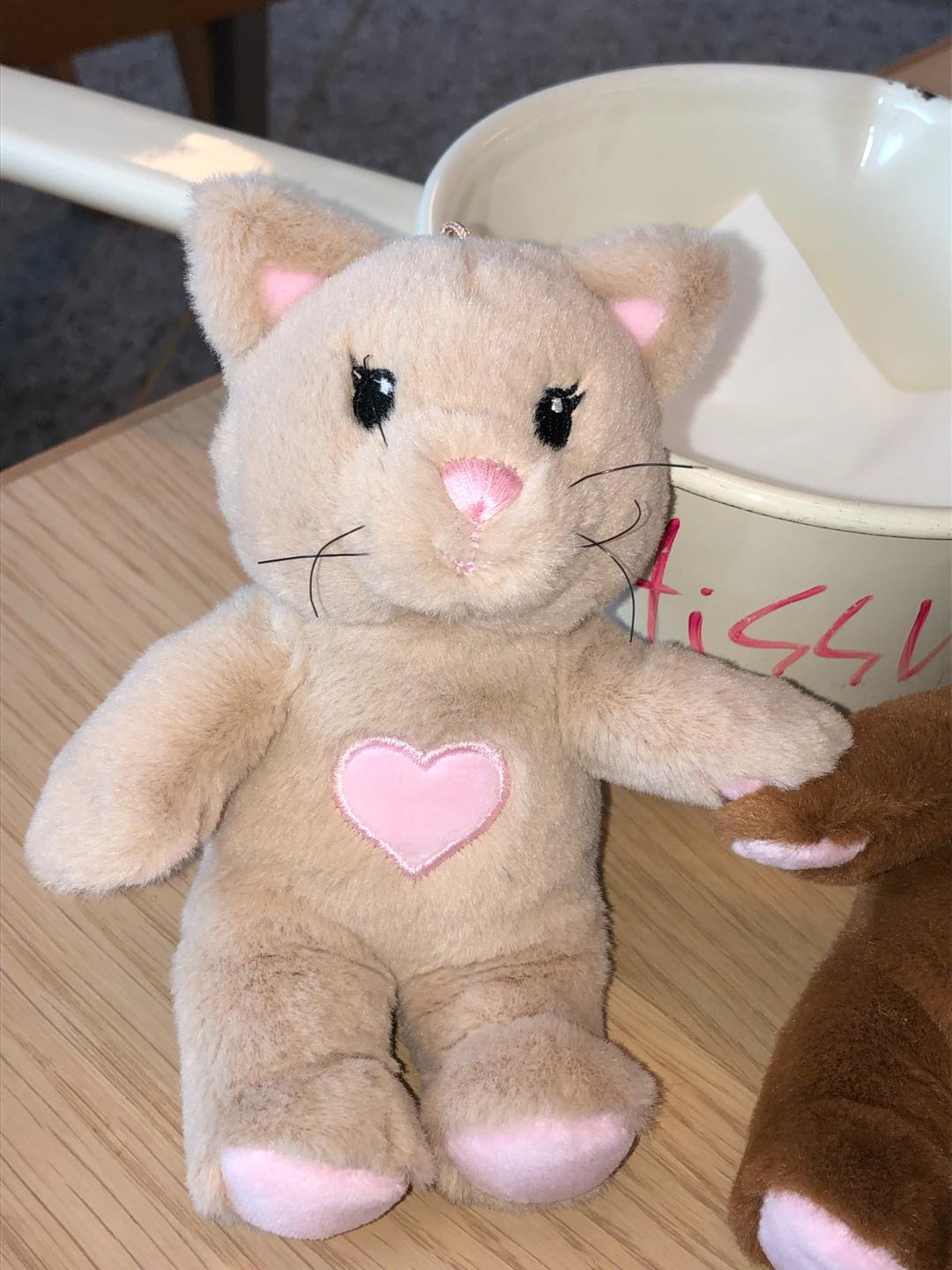 [bestie] cinnamon the cat