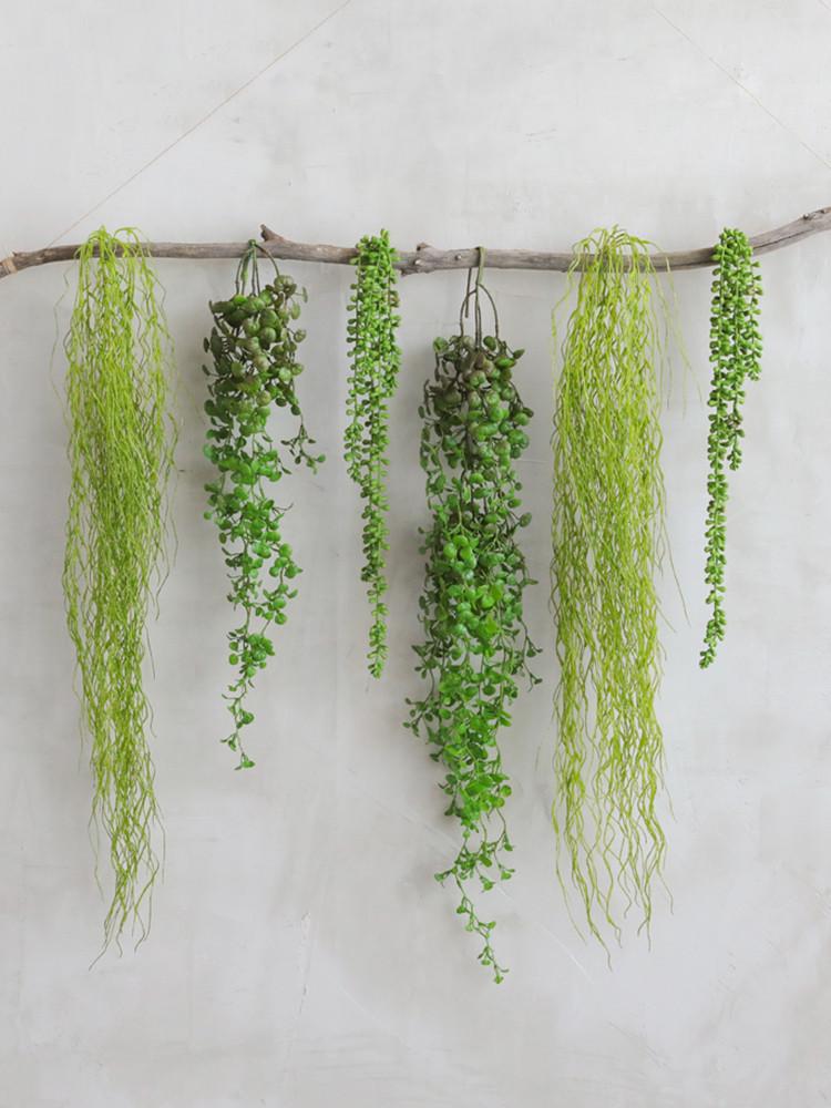 공중 행잉 식물 플랜트 립살리스 디시디아 콩난바인 틸란드시아 조화