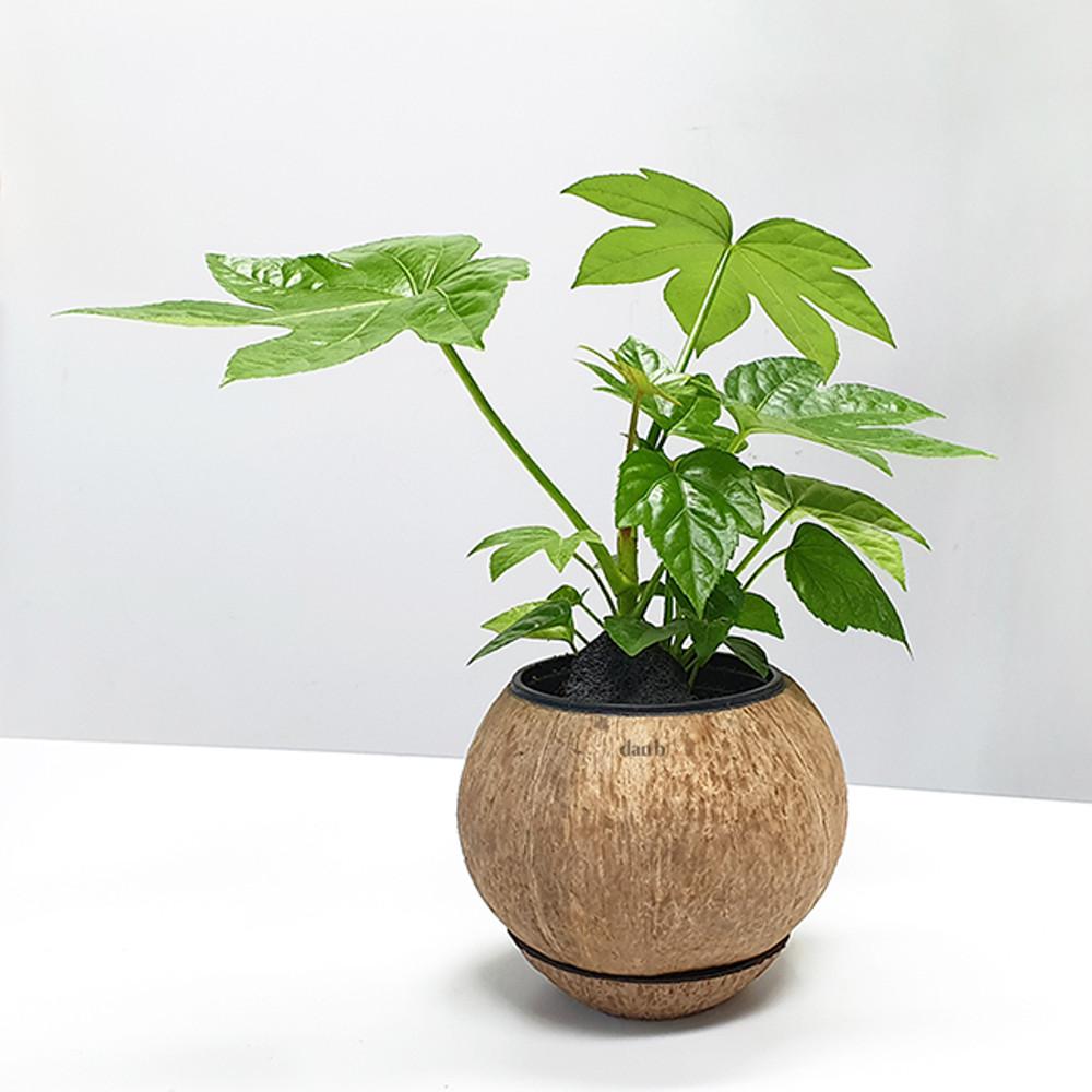 cocopot 코코넛 화분 자연 소재 행잉 화분 소품 화분 커버