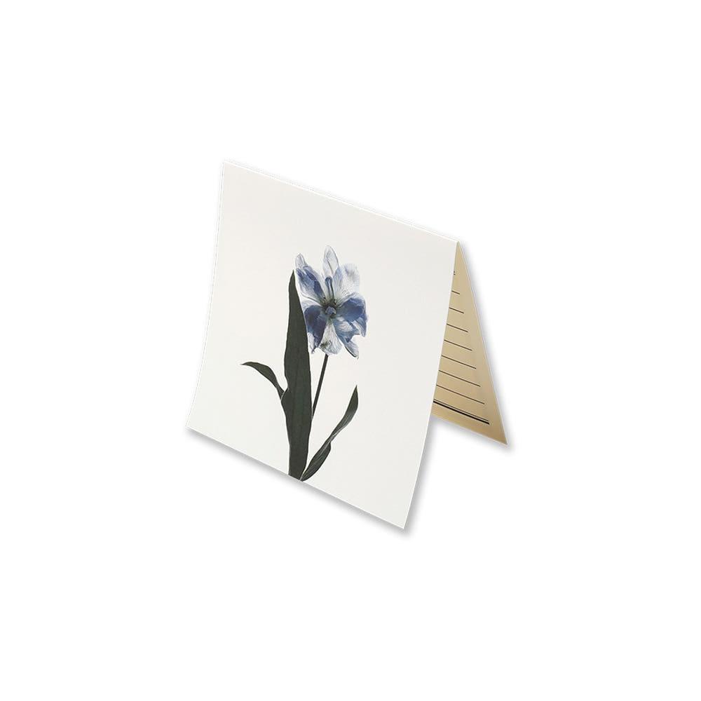 글월 GUELWOLL 플라워 카드 1 Winter Flower 델피늄
