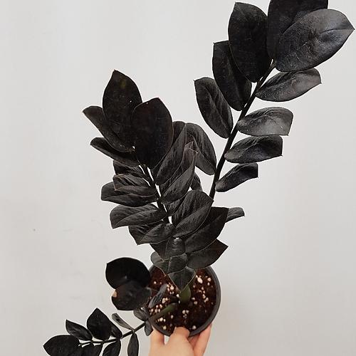 Zamioculcas zamiifolia