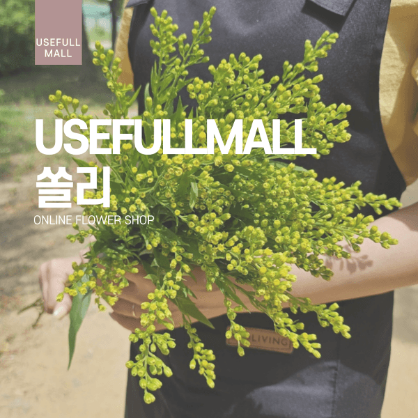 유스풀몰 쏠리다스터
