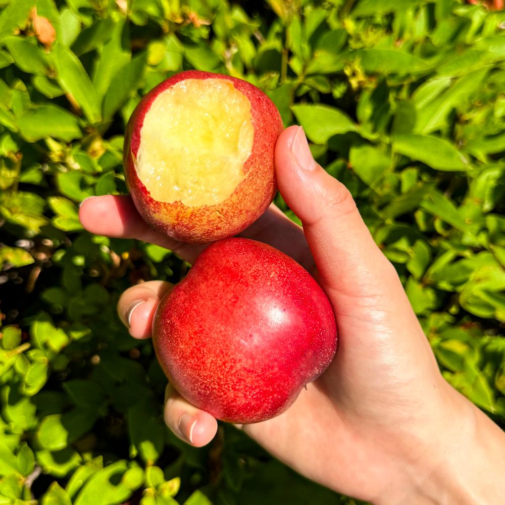 복숭아 신비 딱딱이 말랑이 천도 백도 황도 대극천 [원산지:국산]