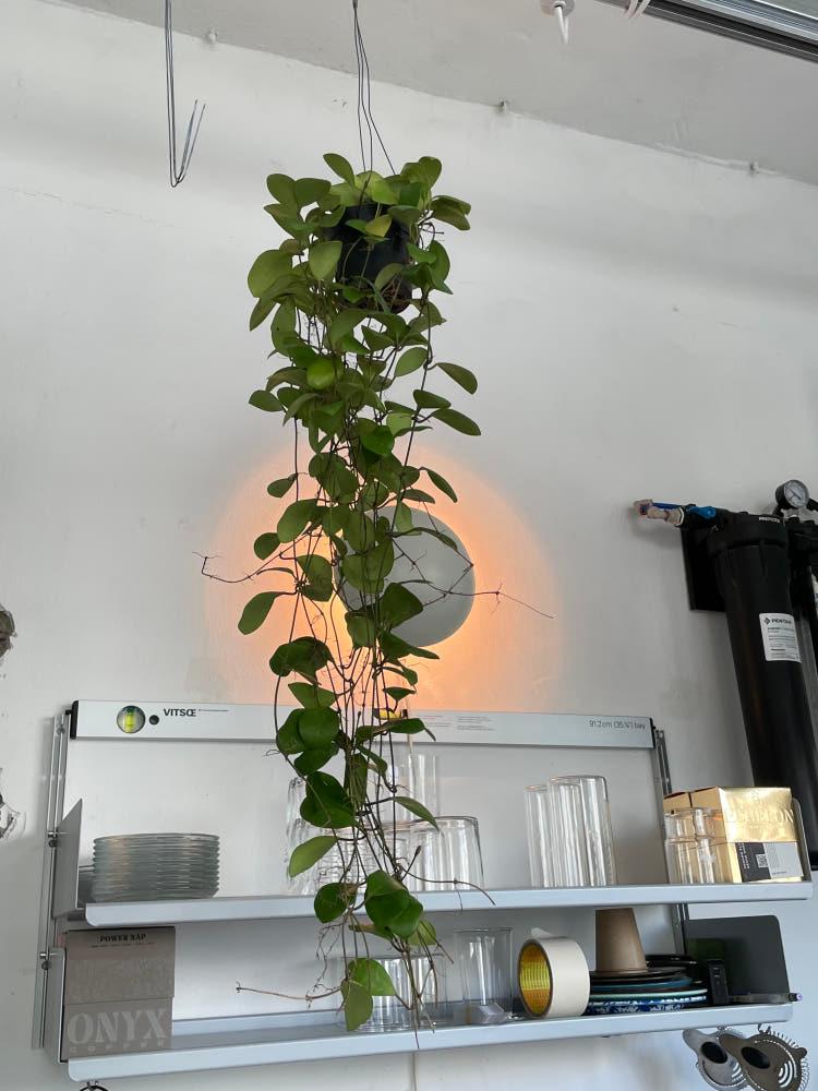 호야 루카르데시아 행잉플랜트 행잉식물 플렌테리어 공기정화 집들이 생일선물