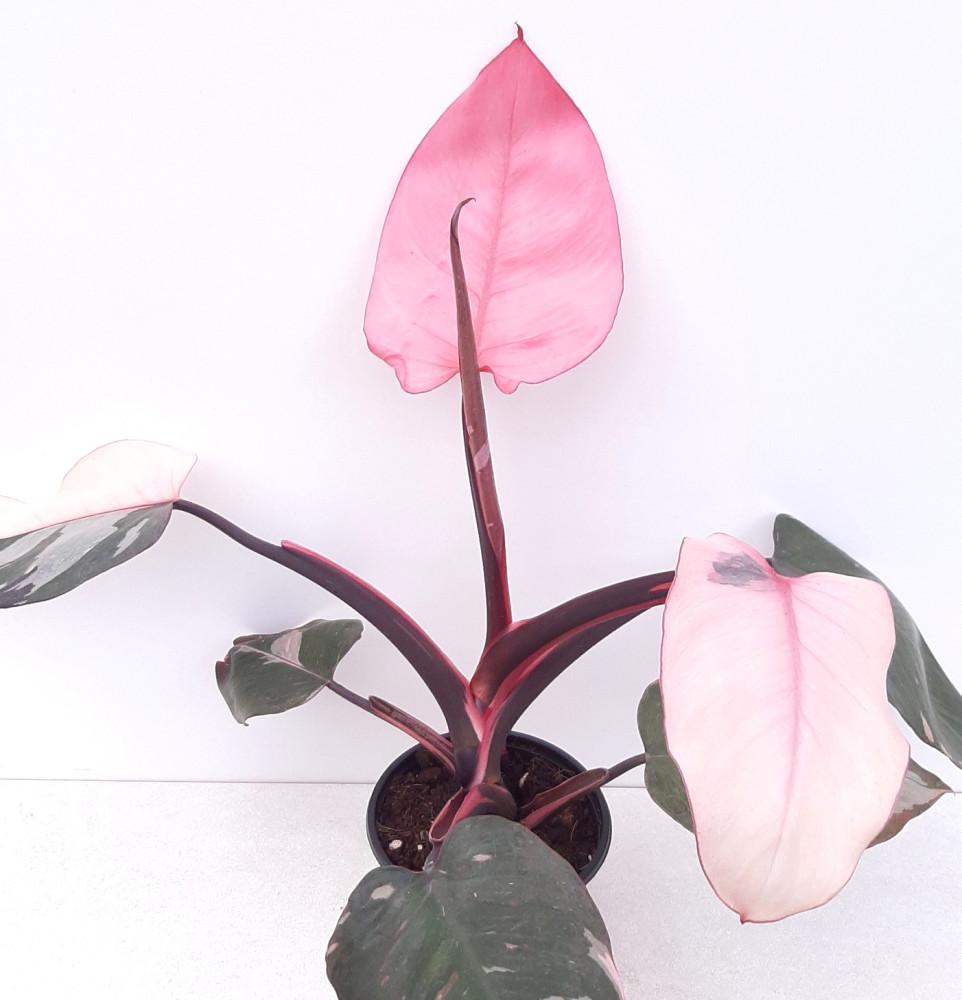 필로덴드론 핑크프린세스